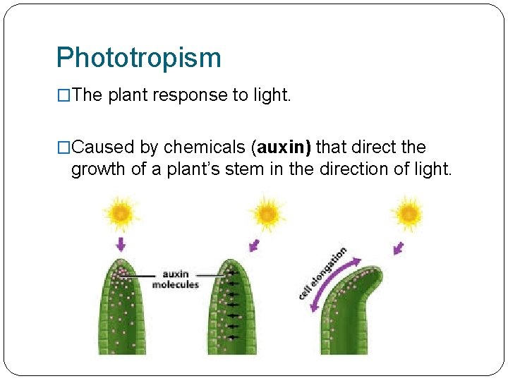 Phototropism �The plant response to light. �Caused by chemicals (auxin) that direct the growth
