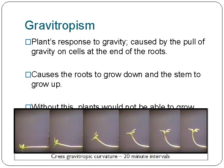 Gravitropism �Plant’s response to gravity; caused by the pull of gravity on cells at