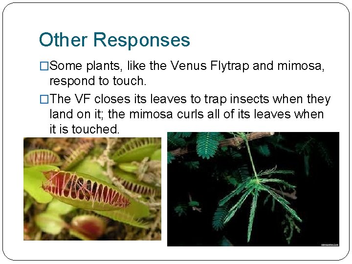 Other Responses �Some plants, like the Venus Flytrap and mimosa, respond to touch. �The