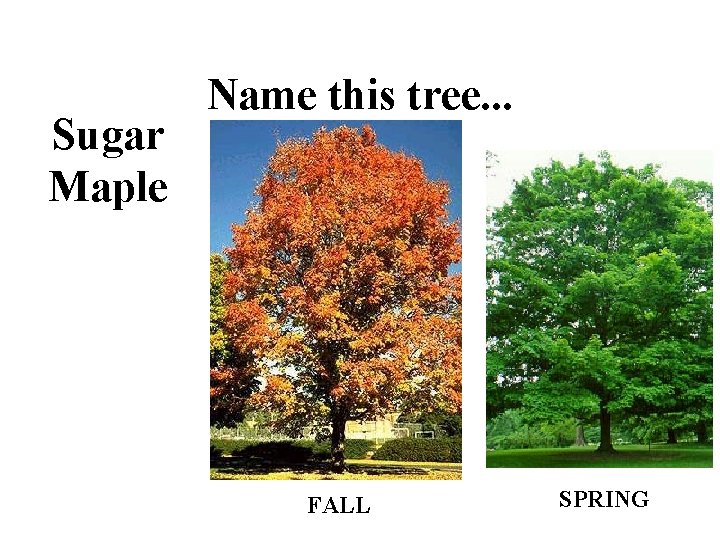 Sugar Maple Name this tree. . . FALL SPRING 