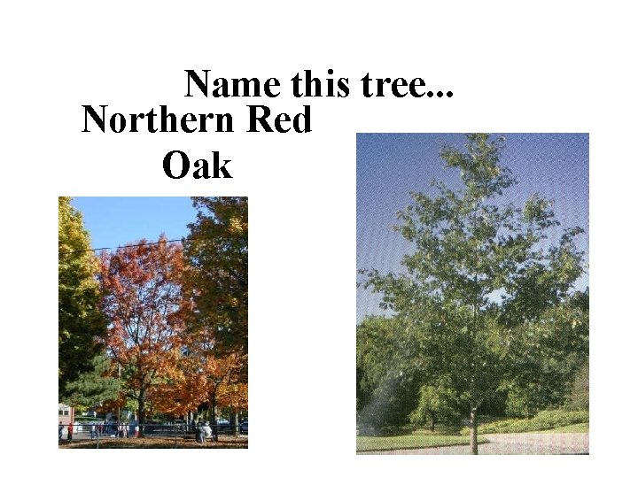 Name this tree. . . Northern Red Oak 