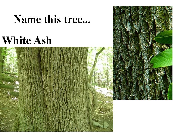 Name this tree. . . White Ash 