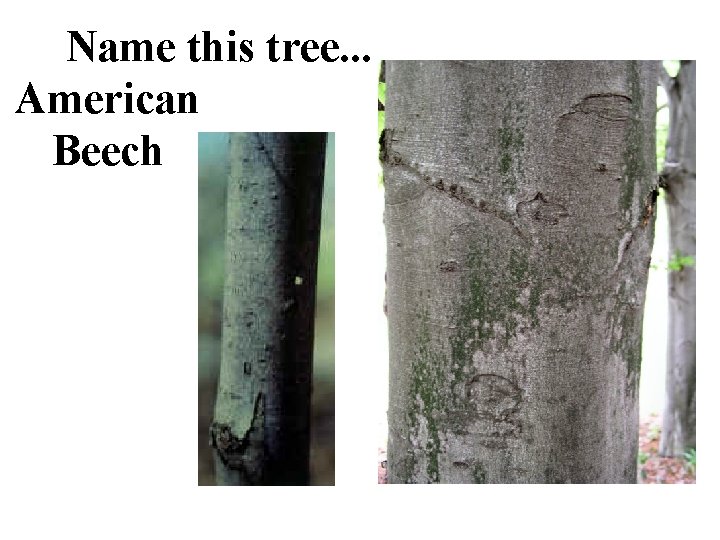 Name this tree. . . American Beech 