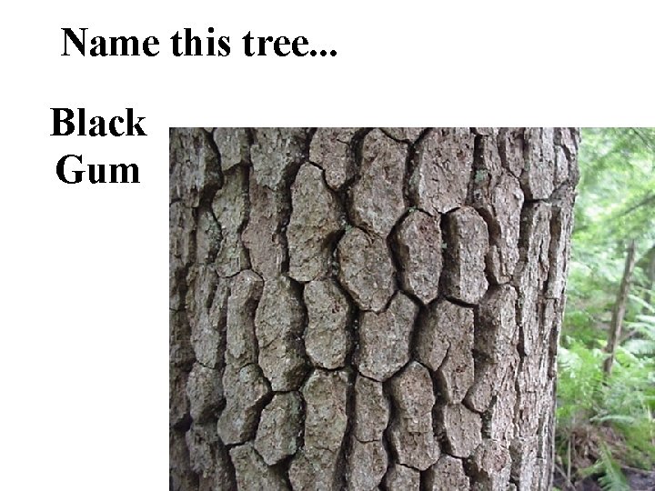 Name this tree. . . Black Gum 