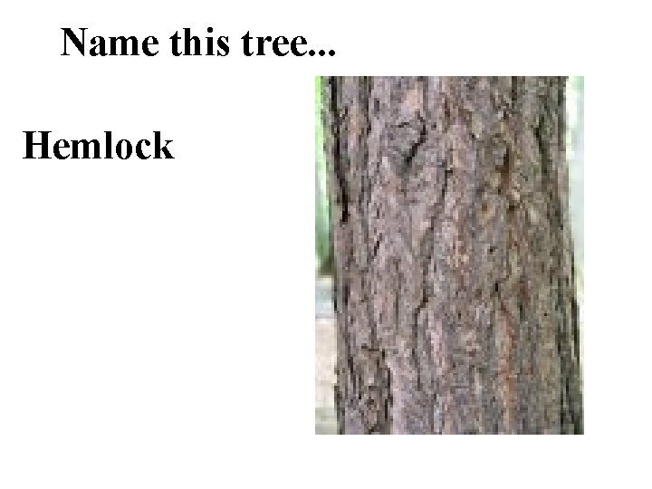 Name this tree. . . Hemlock 