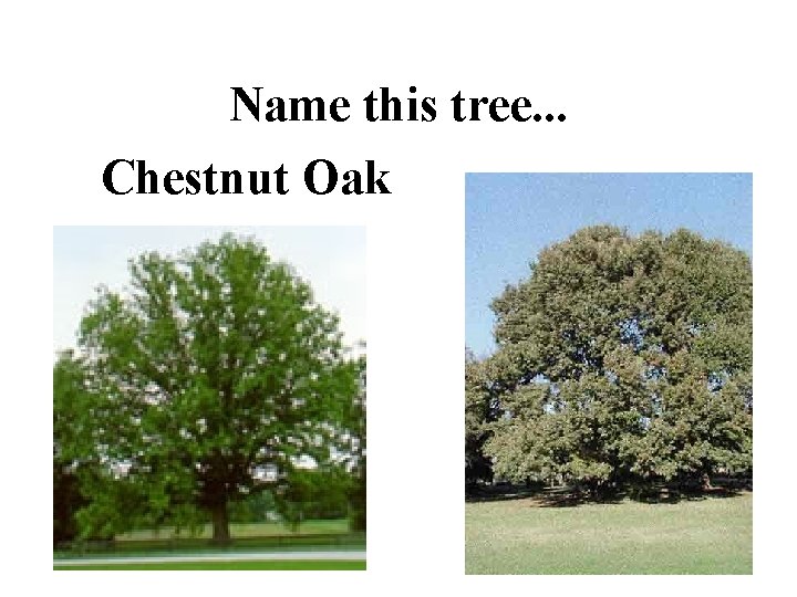 Name this tree. . . Chestnut Oak 