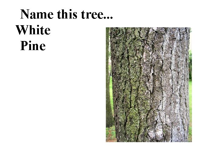 Name this tree. . . White Pine 