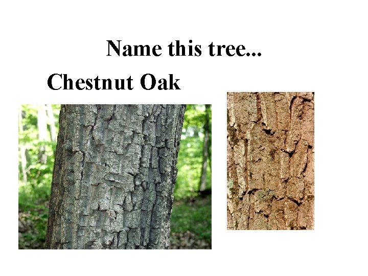 Name this tree. . . Chestnut Oak 