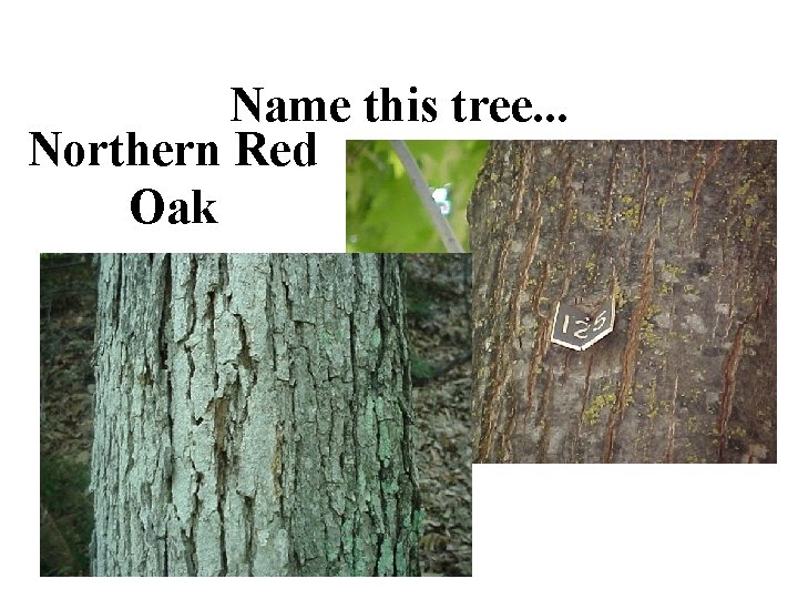 Name this tree. . . Northern Red Oak 