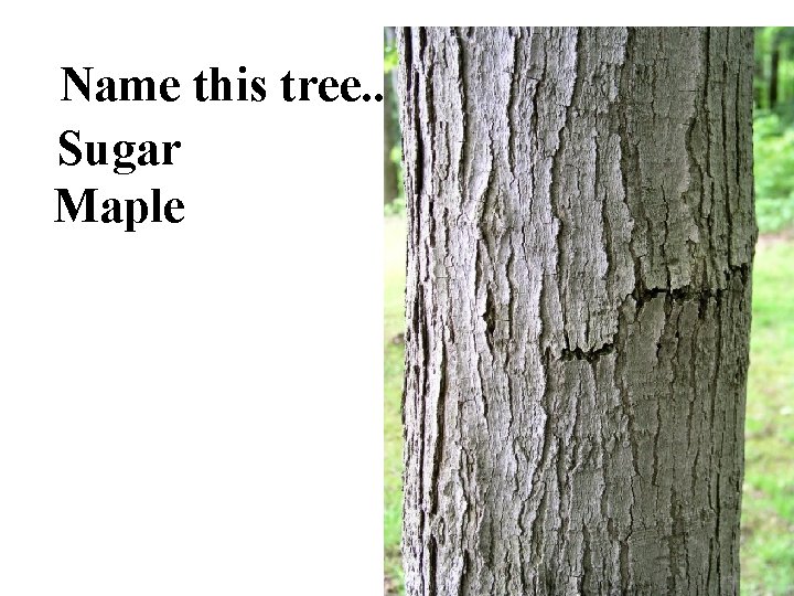 Name this tree. . . Sugar Maple 