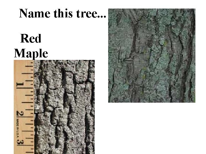 Name this tree. . . Red Maple 