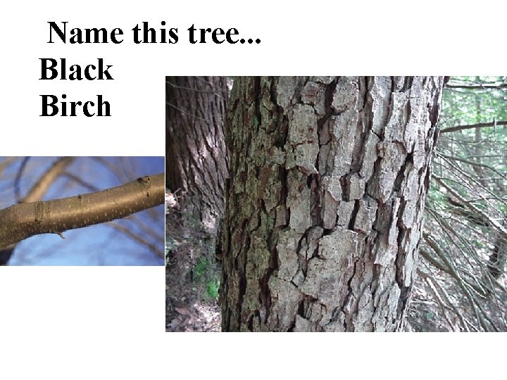 Name this tree. . . Black Birch 