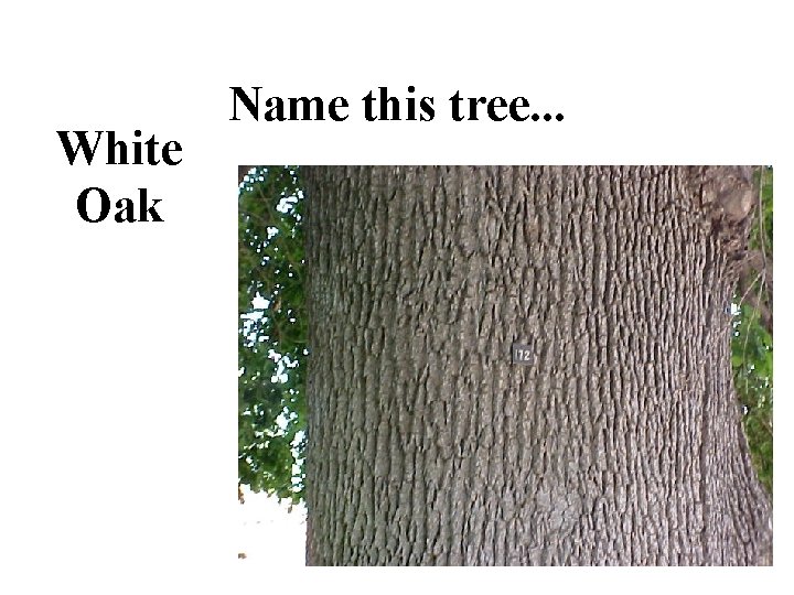 White Oak Name this tree. . . 