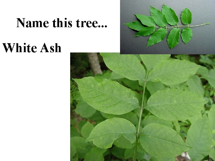 Name this tree. . . White Ash 