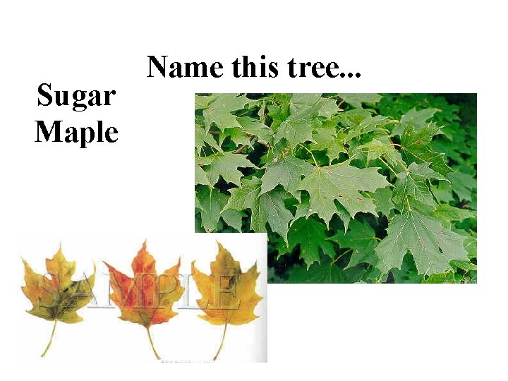 Sugar Maple Name this tree. . . 