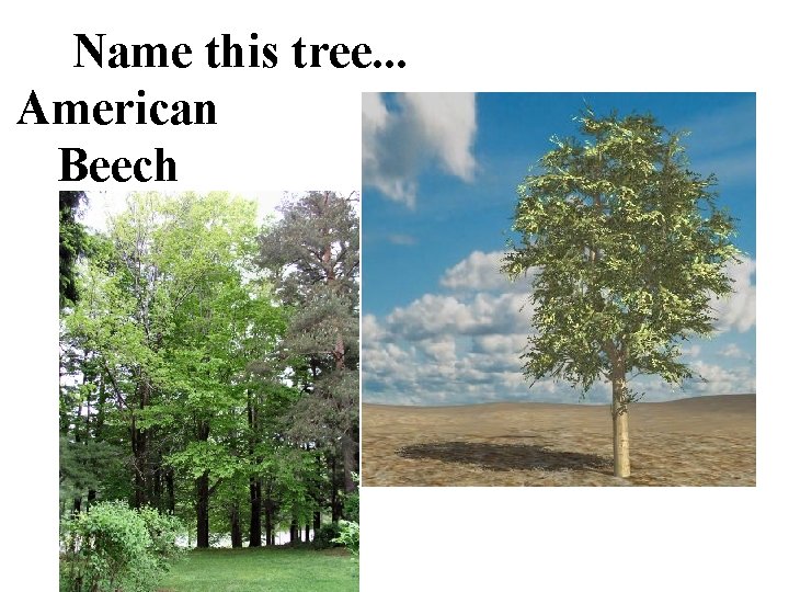 Name this tree. . . American Beech 