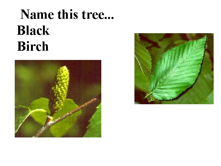 Name this tree. . . Black Birch 