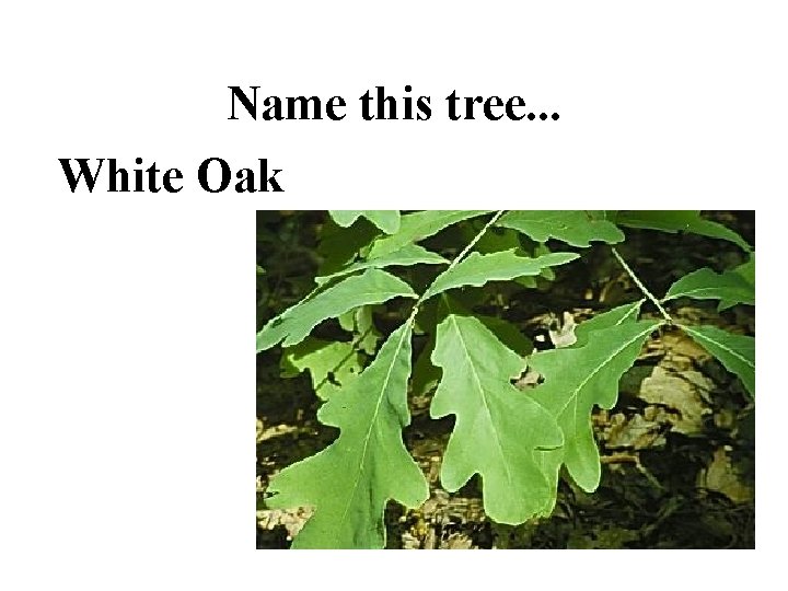 Name this tree. . . White Oak 