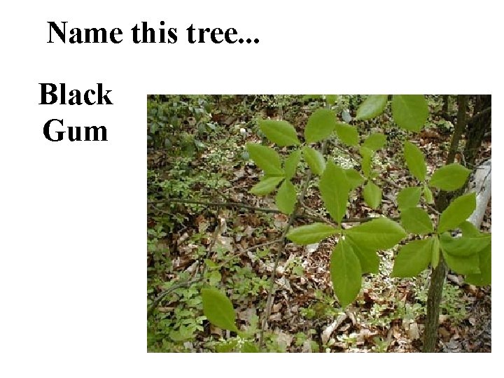 Name this tree. . . Black Gum 