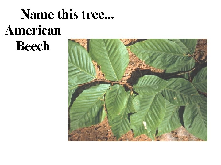Name this tree. . . American Beech 
