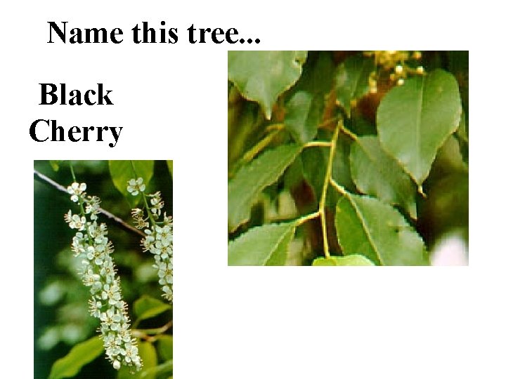 Name this tree. . . Black Cherry 