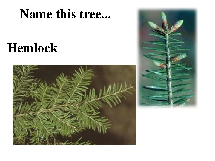 Name this tree. . . Hemlock 