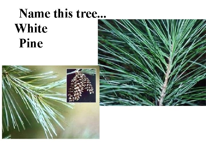 Name this tree. . . White Pine 