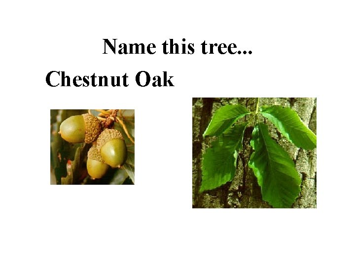 Name this tree. . . Chestnut Oak 