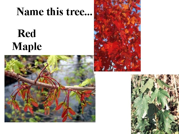 Name this tree. . . Red Maple 