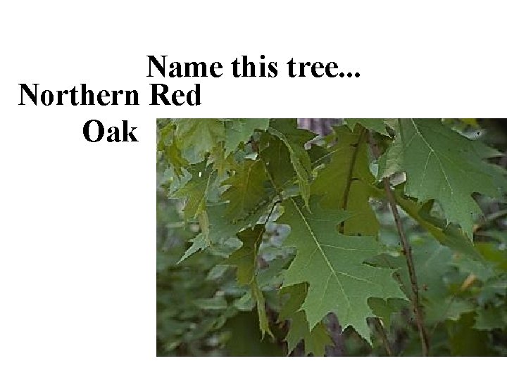 Name this tree. . . Northern Red Oak 