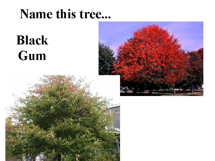 Name this tree. . . Black Gum 