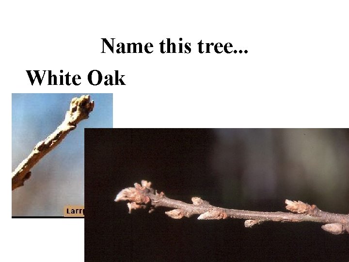 Name this tree. . . White Oak 