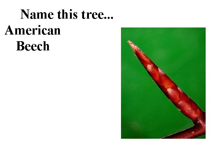 Name this tree. . . American Beech 