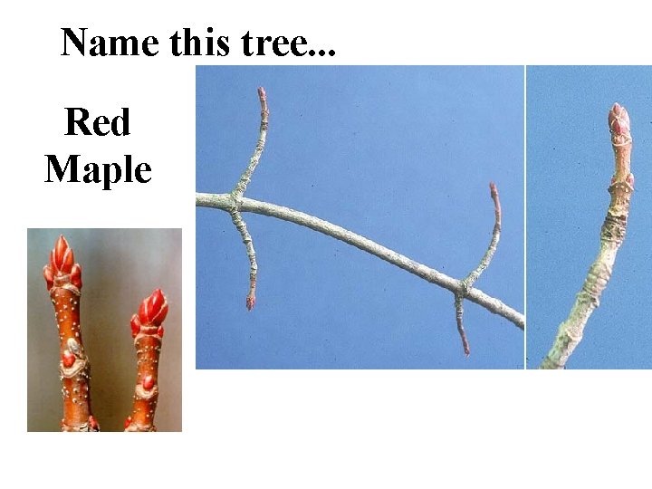 Name this tree. . . Red Maple 