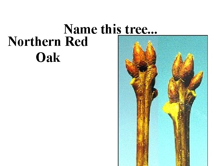 Name this tree. . . Northern Red Oak 