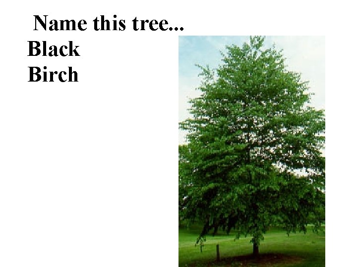 Name this tree. . . Black Birch 