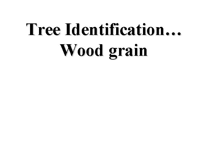 Tree Identification… Wood grain 
