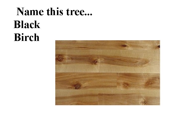 Name this tree. . . Black Birch 