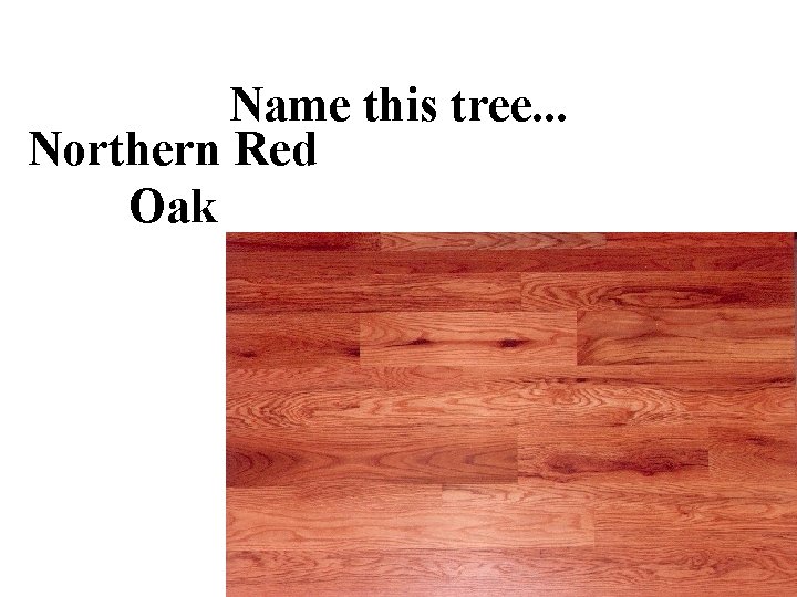 Name this tree. . . Northern Red Oak 