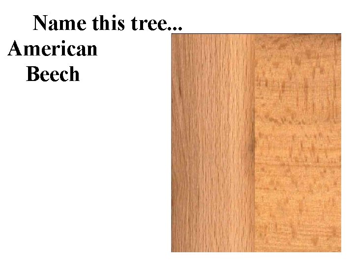 Name this tree. . . American Beech 