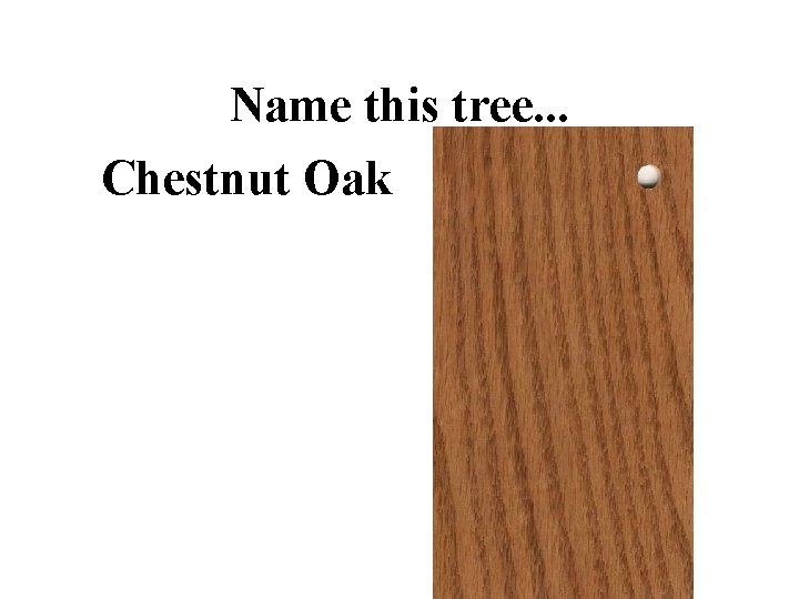 Name this tree. . . Chestnut Oak 