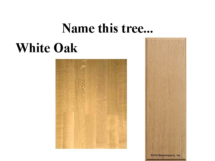 Name this tree. . . White Oak 