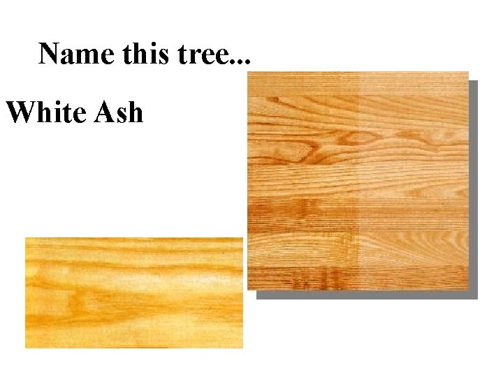 Name this tree. . . White Ash 