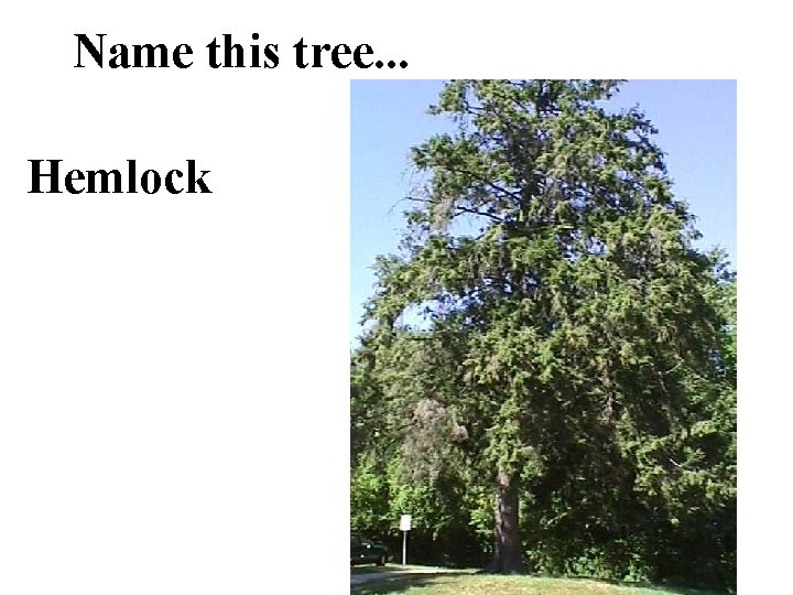 Name this tree. . . Hemlock 