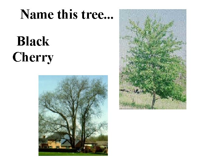 Name this tree. . . Black Cherry 