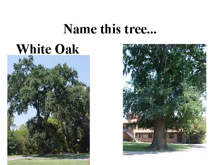 Name this tree. . . White Oak 