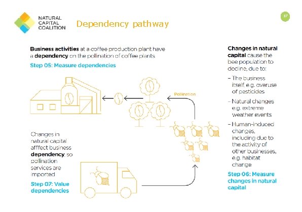 Dependency pathway 37 