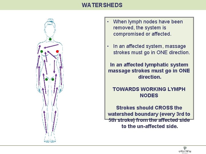 WATERSHEDS • When lymph nodes have been removed, the system is compromised or affected.