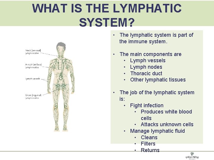 WHAT IS THE LYMPHATIC SYSTEM? • The lymphatic system is part of the immune