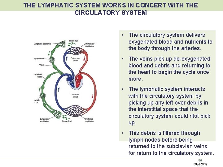 THE LYMPHATIC SYSTEM WORKS IN CONCERT WITH THE CIRCULATORY SYSTEM • The circulatory system